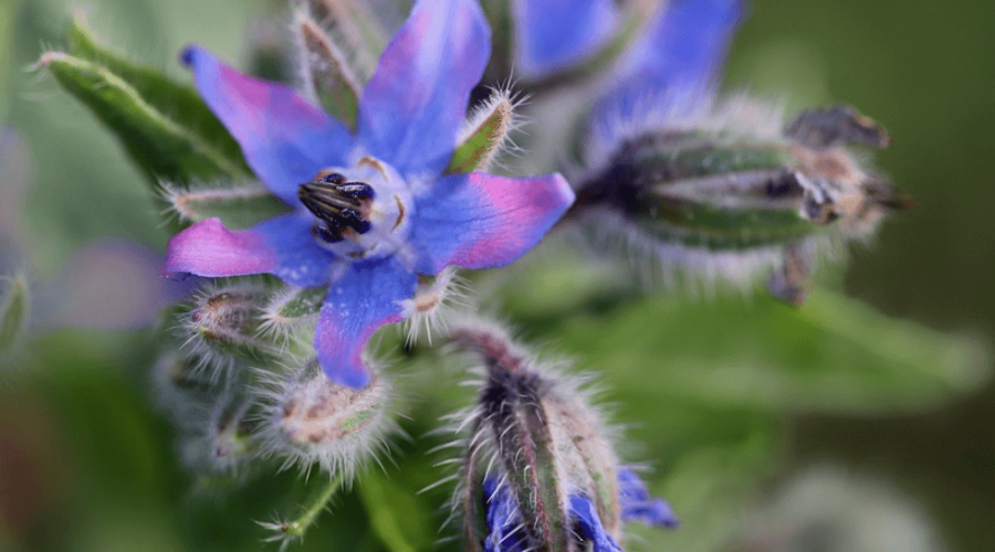 Let’s talk about borage