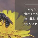 beneficial blooms guide