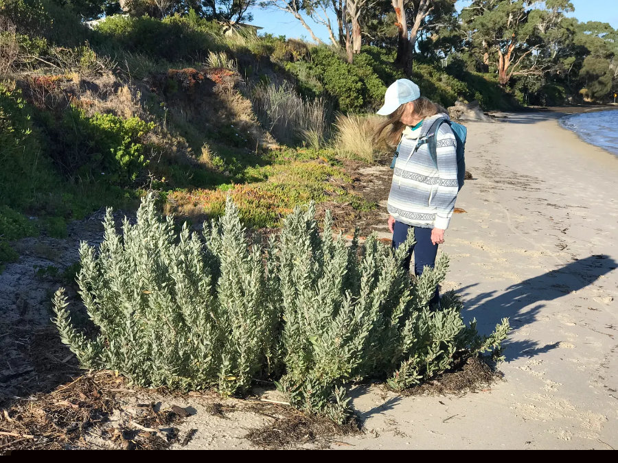 Slatbush at dodges ferry