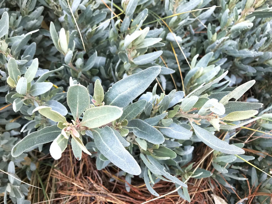 Saltbush leaves