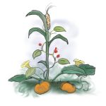 3 sisters planting pattern