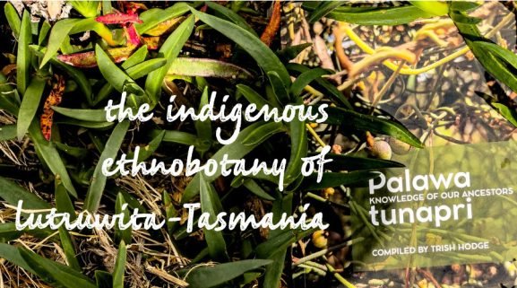 palawa tunapri feature image